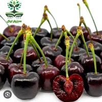 نهال گیلاس تکدانه گلدانی|گل و گیاه طبیعی|سبزوار, کهنه آب|دیوار