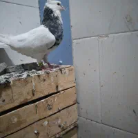 پرواز|پرنده|اهواز, کوی صادقیه|دیوار