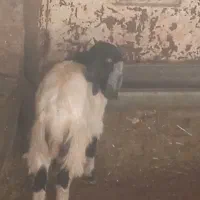 فروش و معاوضه یک راس بیگ و تیر بز|حیوانات مزرعه|اردل, |دیوار