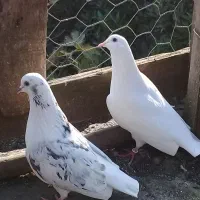 کبوتر پروازی|پرنده|رشت, گیل|دیوار