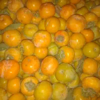خرمالو فروشی