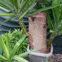 یوکا بنسای خاص و ریشه دار|گل و گیاه طبیعی|بابل, |دیوار