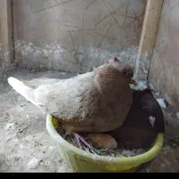 فروش و معاوضه