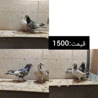 جفتی|پرنده|مرودشت, کوشک|دیوار