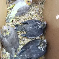 جوجه عروس هلندی یا پارس