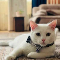 گربه خاص برای واگذاری|گربه|خوی, |دیوار