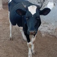 گوساله ۸ ماه ابستن