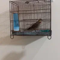 سهره شاه تخم قرص