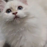 گربه نر با کد خاصBy1233|گربه|رشت, نیکمرام|دیوار