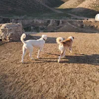 گمشده|حیوانات|شیروان (خراسان), |دیوار