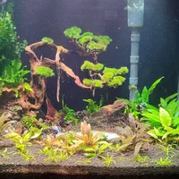 اکواریوم ماهی شاپ|ماهی|اسلامشهر, شهرک واوان|دیوار