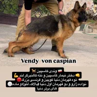 واگذاری ژرمن ماده شولاین