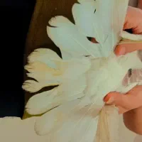 طوقی درجه یک|پرنده|اهواز, کوی باهنر|دیوار