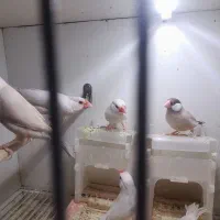 فنج نرگسی مولدبشرط|پرنده|کرج, باغستان|دیوار
