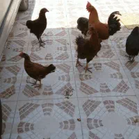 مرغ ویروس    ۶