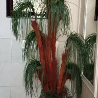 گل رز و نخل مصنوعی