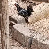 فروشی|حیوانات مزرعه|عسلویه, |دیوار