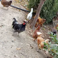 مرغ و خروس برهما و گلپایگانی‌