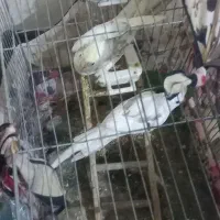 عروس جفت