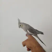 عروس هلندی ماده