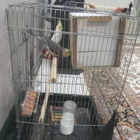 عروس هلندی نر ماده