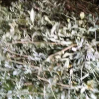 بیده