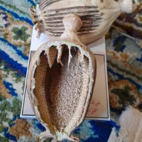 تخم دانه سفید خ ش