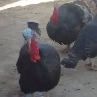 ۳تا بقلمو نر به فروش می رسد