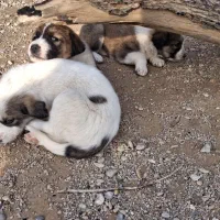 سگ روستای برای