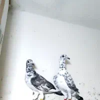 پلاکی  نروماده