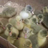 جوجه غاز چند روزه در سقز محلی