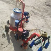 شیر دوش گاو