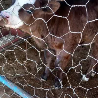 گوساله نر مونت ۴۵ روز