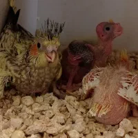 عروس هلندی کوتوله|پرنده|سبزوار, کهنه آب|دیوار