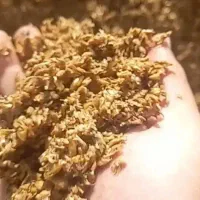 تفاله جو و تفاله گورجه فرنگی برای دام