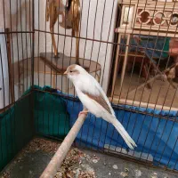 ماده رسمی بلندجوان