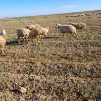 فروش 130 راس گوسفند دامازدخ