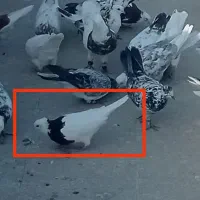 کفتر طوقی گمشده