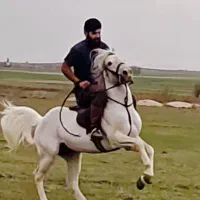 اسب کرد