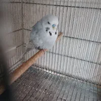 مرغ عشق انگلیسی نر رنگ خاص