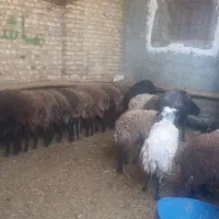 قربانی فروشی|حیوانات مزرعه|تهران, امین حضور|دیوار