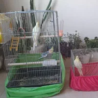 عروس هلندی مولد همراه قفس و جوجه و مرغ عشق