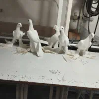 الوان|پرنده|اسکو, |دیوار