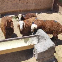 گوسفند