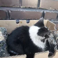 واگذاری بچه گربه نیاز به کمک|گربه|اصفهان, کوی امام|دیوار