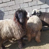 بره نر/قوچ/کوهه قوچ فروشی