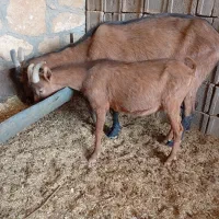 آلپاین|حیوانات مزرعه|شیراز, قلات|دیوار