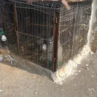 قفس  گنجه