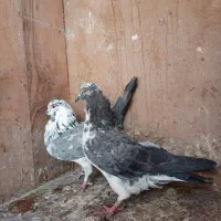 کبوتر معلقی.قره کاشانی بالا رو|پرنده|بم, |دیوار