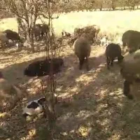 میش سالم  سرحال